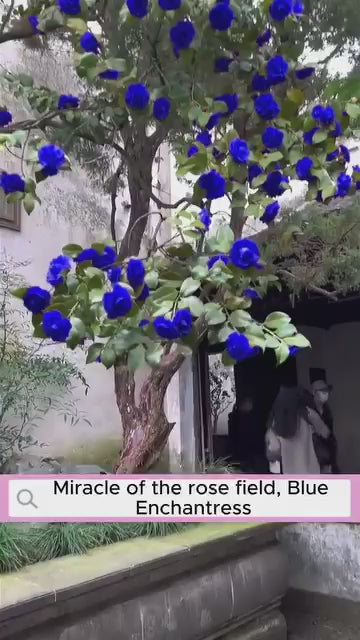 Blue Climbing Rose Seeds